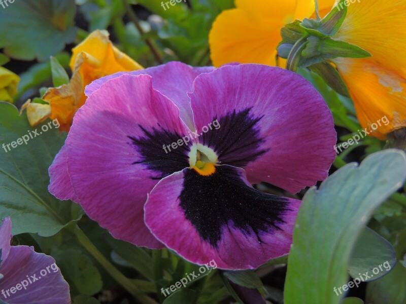 Flowers Pansies Flower Bed Spring Free Photos