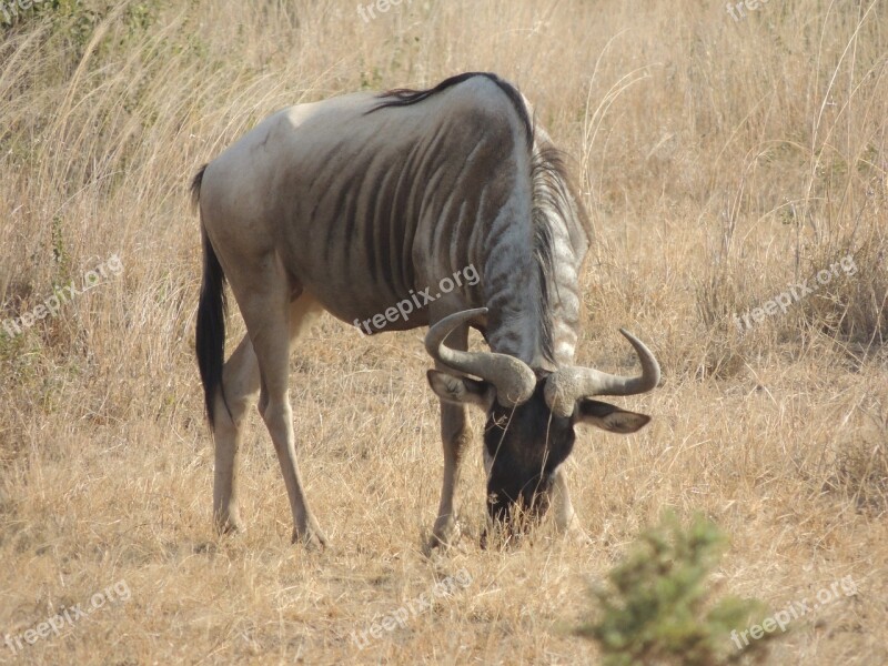 Wildebeest Africa Wildlife Nature Wild