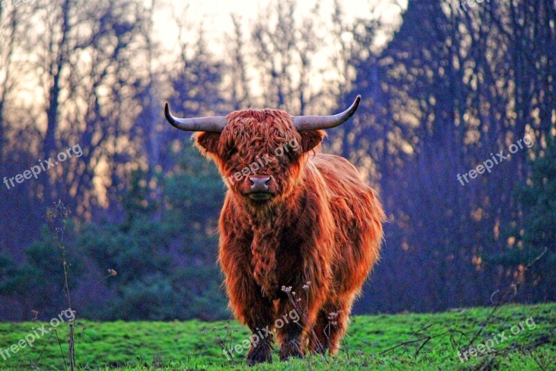 Hochlandstier Bull Buffalo Weidetier Hdr Image