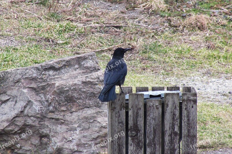 Raven Bird Raven Bird Crow Free Photos