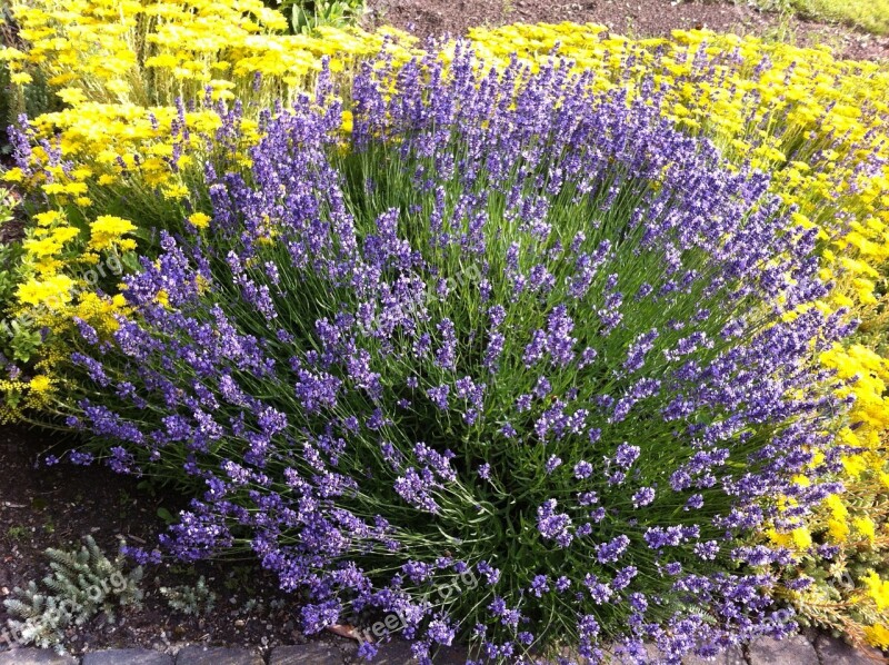 Lavender Summer Flowers Purple Yellow