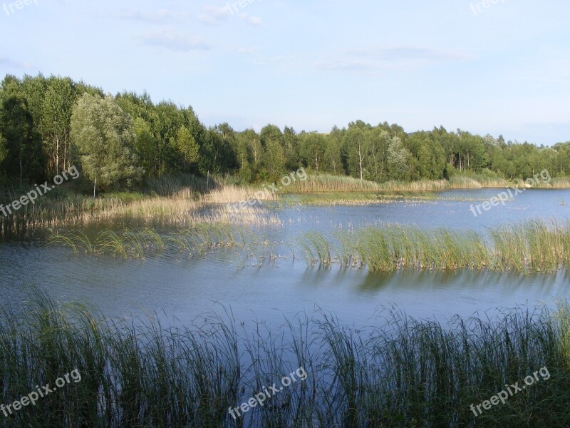 Pond Nature Grass Reeds Surface