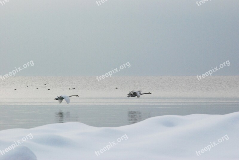 Swans Fly Ice Snow Cold