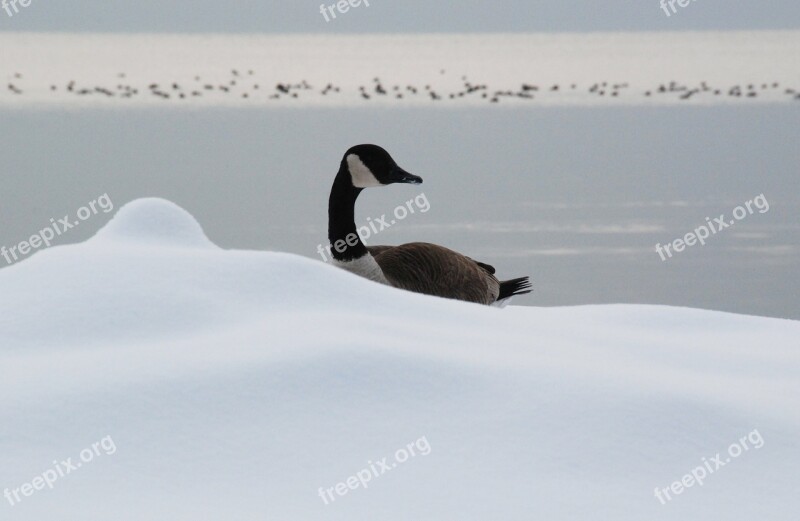 Goose Cold Snow Ducks Lake