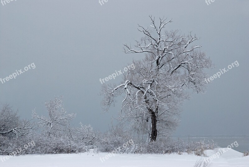 Tree Snow Cold Fog Season