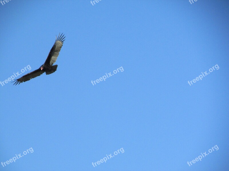 Sky Buzzard Bird Nature Wildlife