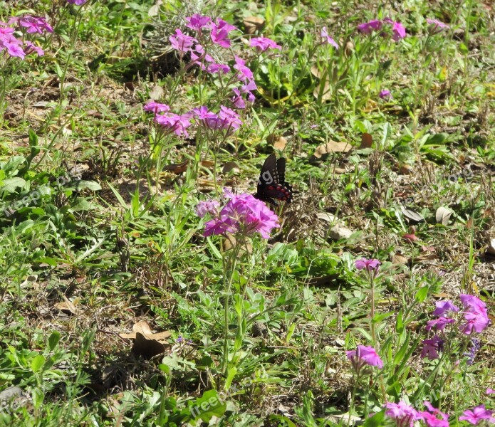 Butterfly Flowers Nature Insect Floral