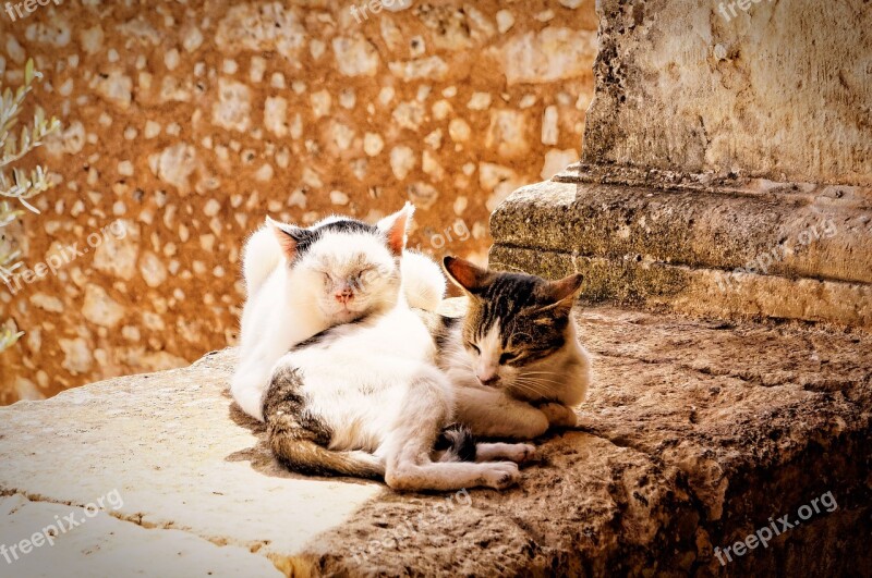 Cat Kitten Pair Brothers And Sisters Snuggle