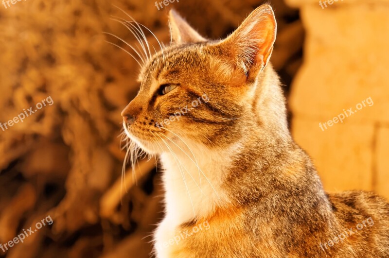 Cat Crete Monastery Island Of Crete Free Photos