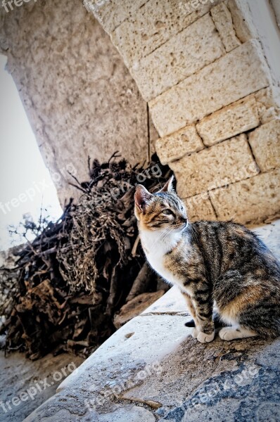 Cat Crete Monastery Island Of Crete Arcade