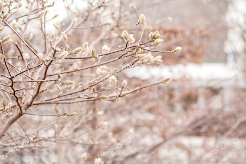 Winter Spring Cold Frost Bud