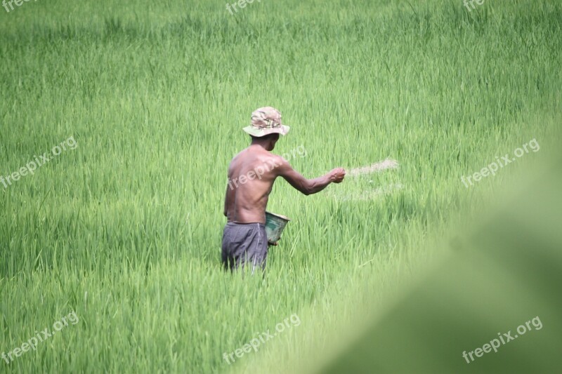 Farmer Field Green Padi Rural