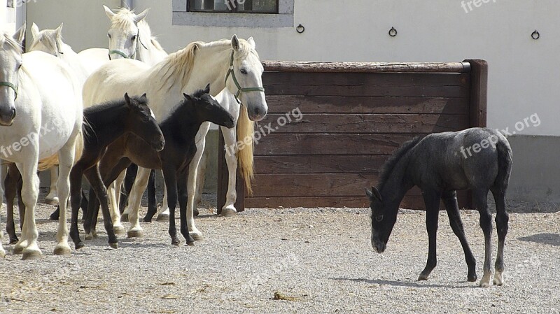 Foal Horses Isolate Colt Equine