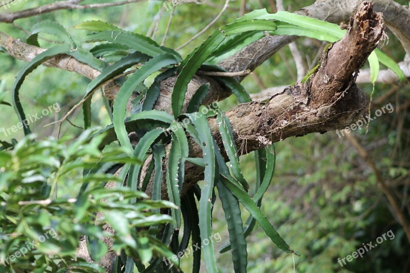 Tree Plant Jungle Tribe Epiphyte