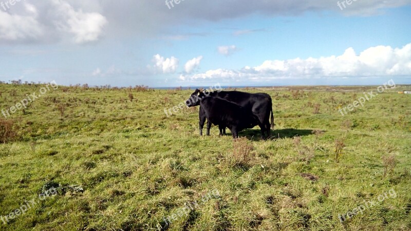 Ireland Cow Field Free Photos