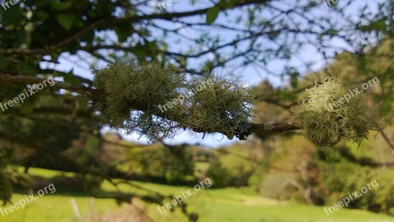 Fungus Lichen Tree Trees Landscape