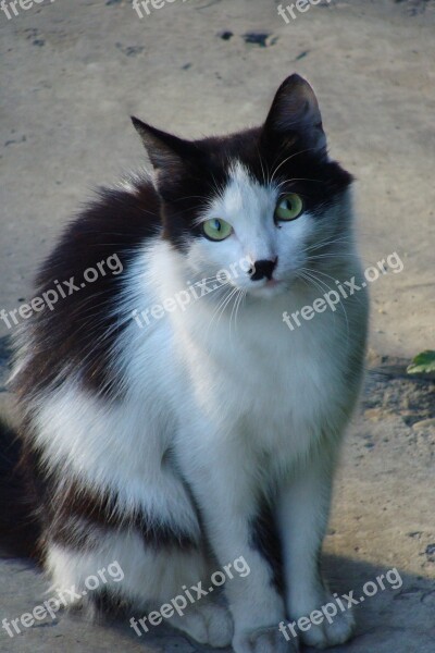 Cats Cat Black And White Cute Closeup