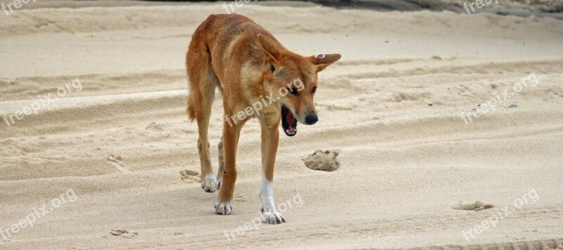 Dingo Wild Animal Beach Australia Fraser Island