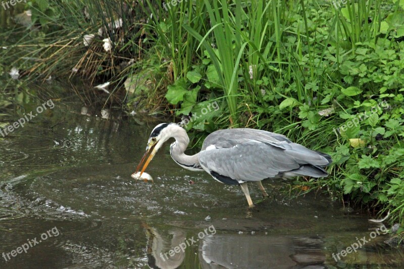 Heron Grey Heron Hunting Water Birds