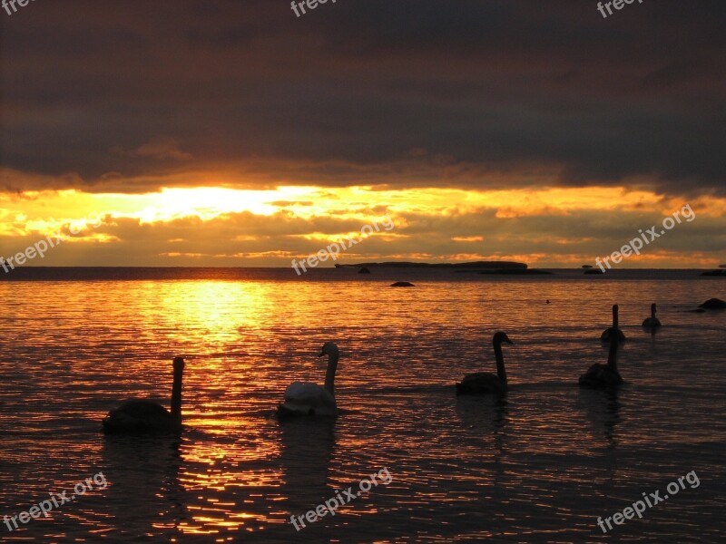 Swans Sunset Swimming Mute Adult