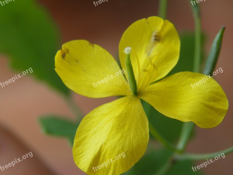 Yellow Flower Chelidonium Yellow Flower Nature