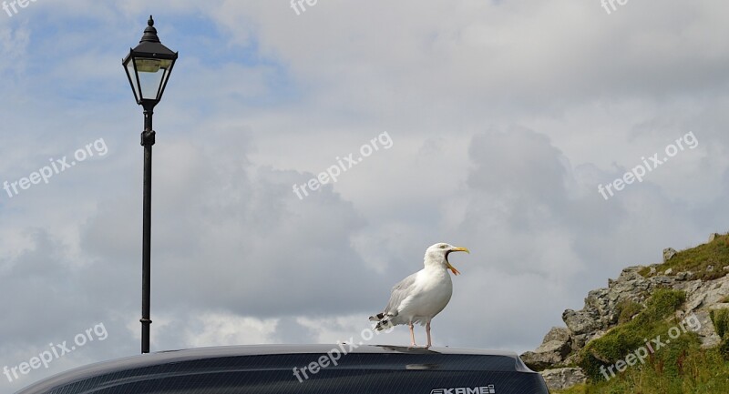 Sea Gull Bird Song Cornwall Lamp Post St Ives