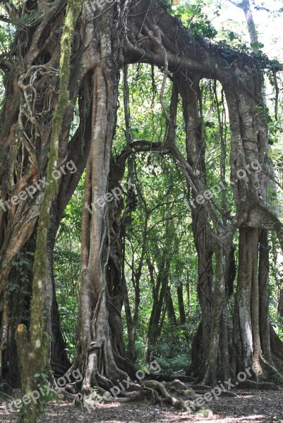 Trees Nature Roots Natural Free Photos