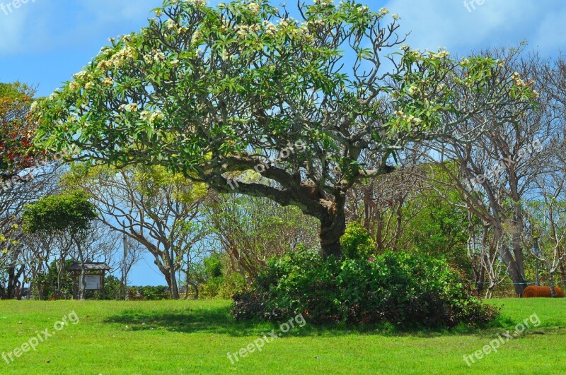 Tree Nature Bali Plant Indonesia