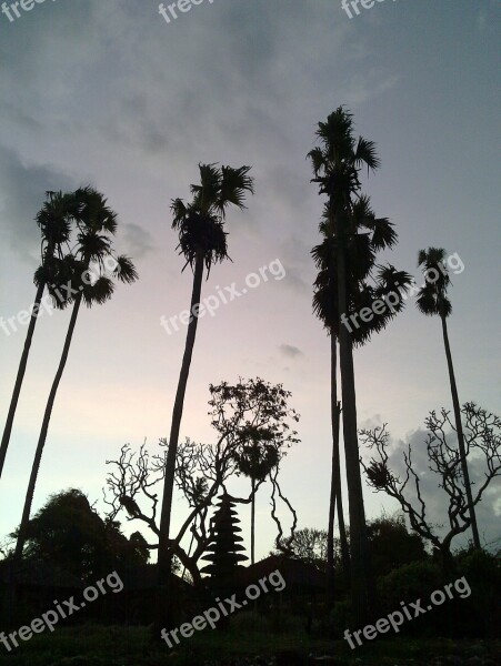 Palm Trees Bali Saba Beach Silhouette Temple