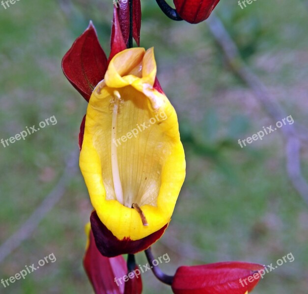 Jewish Shoe Flower Creeper Free Photos