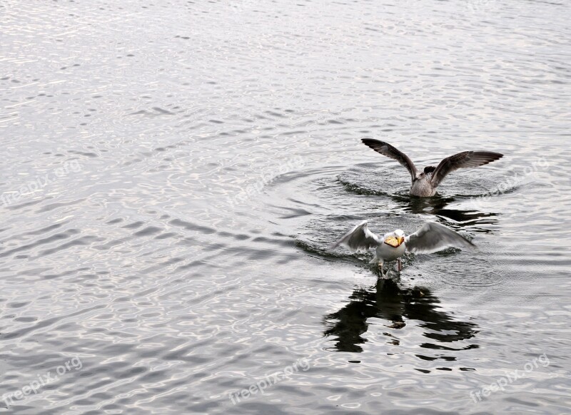 Gulls The Seagull Bird Water Sunset