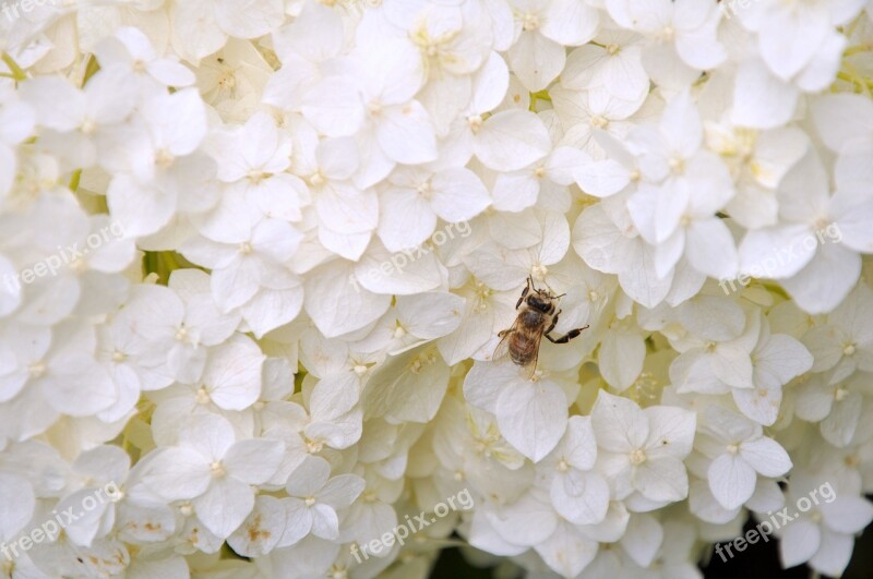 Flower Bee Insect Nature Honey Bee