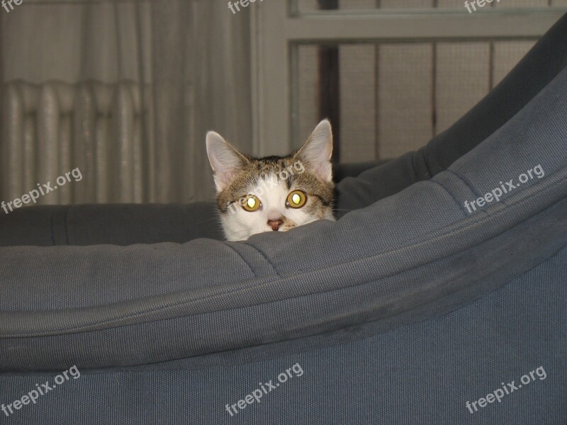 Cat Armchair Cache Hidden Hide