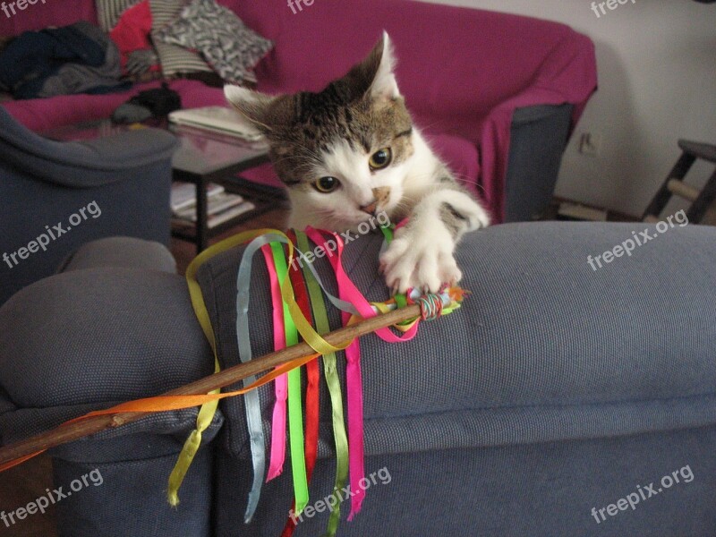 Cat Fun The Ribbon Screen Colorful