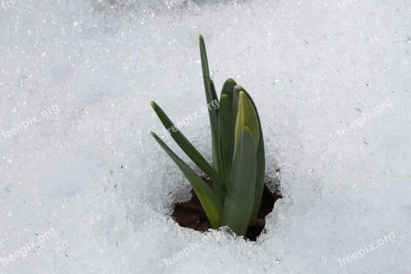 Daffodil Narcissus Pseudonarcissus Snow Green Spring