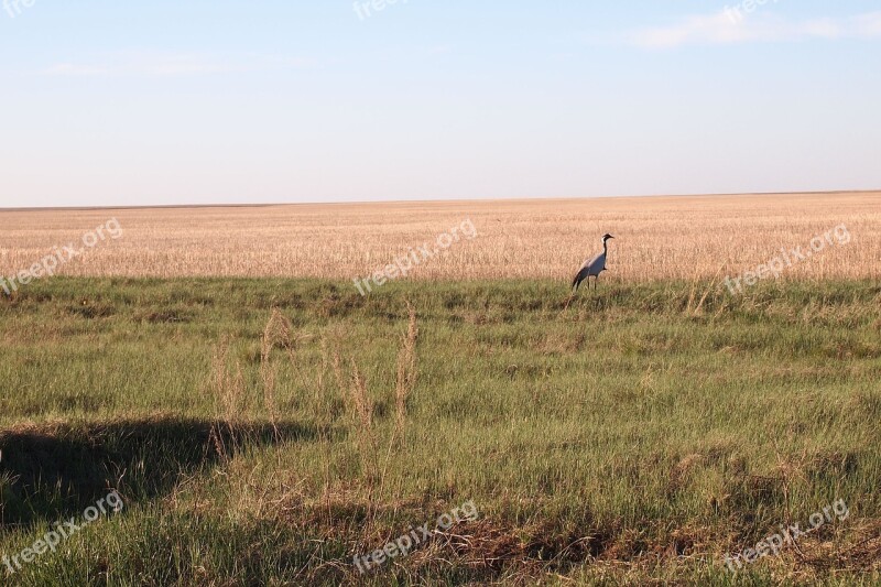 Crane Steppe Spring Sunset Living Nature