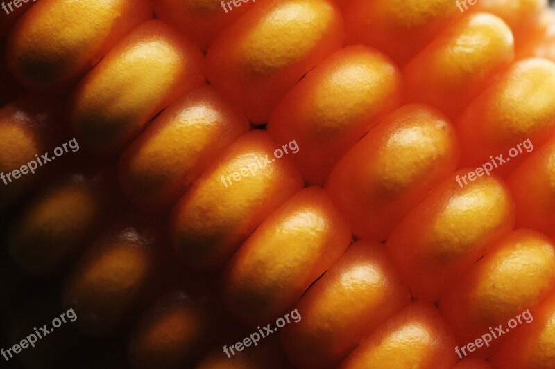 Corn Food Healthy Fresh Organic