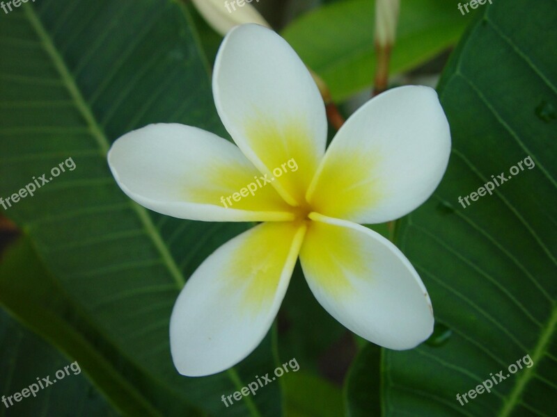 Flower Blossom Bloom Frangipani Petals