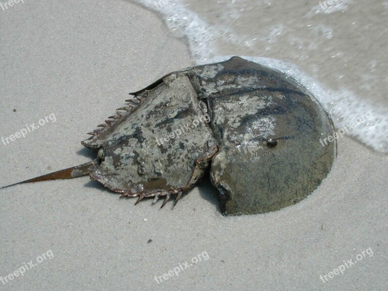 Crab Horseshoe Male Macro Sand