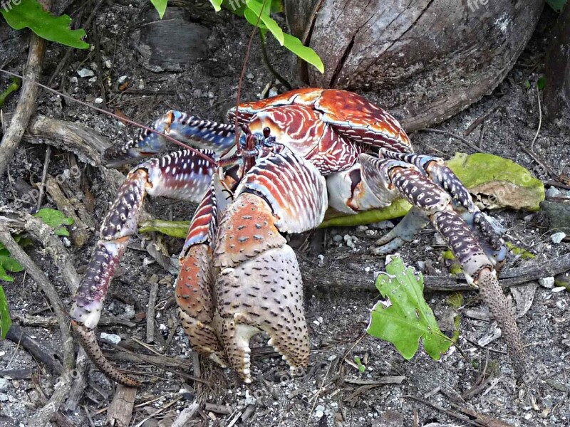 Crab Coconut Macro Beach Wildlife