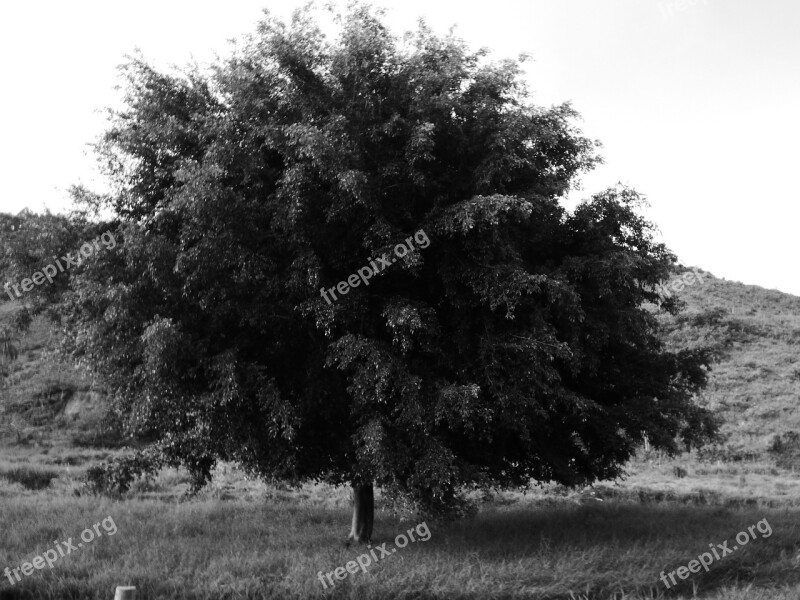 Tree Landscape Nature Sad Black And White