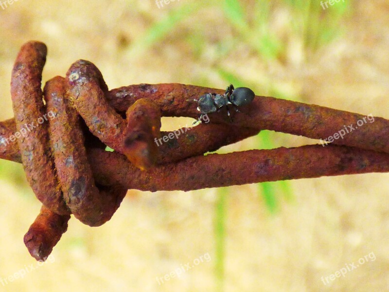 Macro Wire Rust Nature Insect