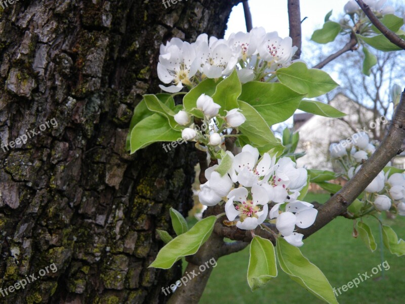 Spring Apple Blossom Nature Free Photos