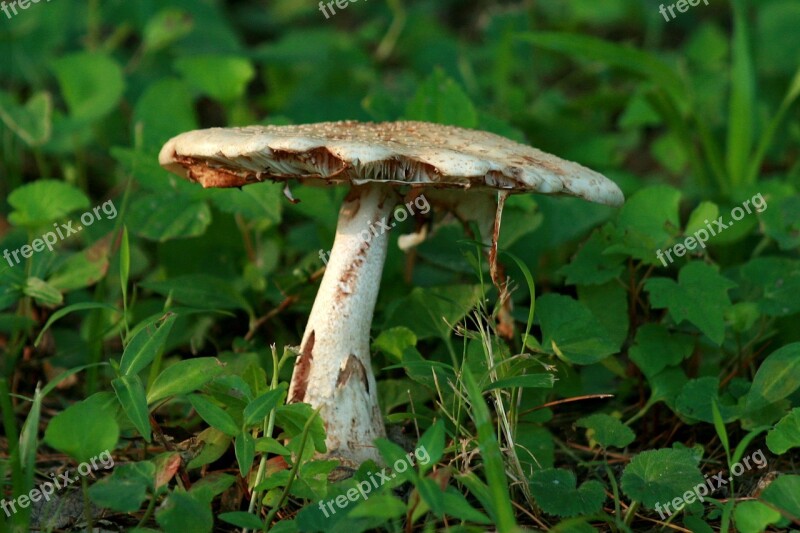 Fungus Fungi Toadstool Mushroom Natural