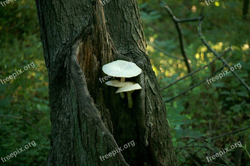 Fungus Fungi White Tree Forest