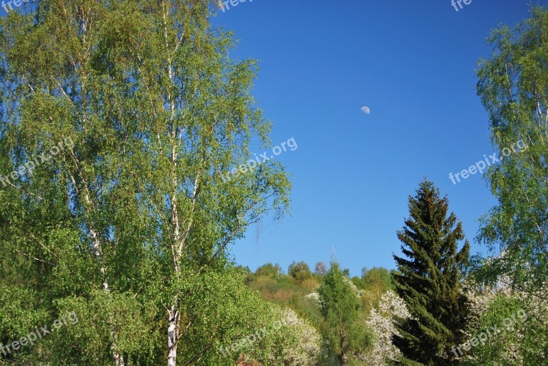 Tree Green Spring Blue Sky Moon