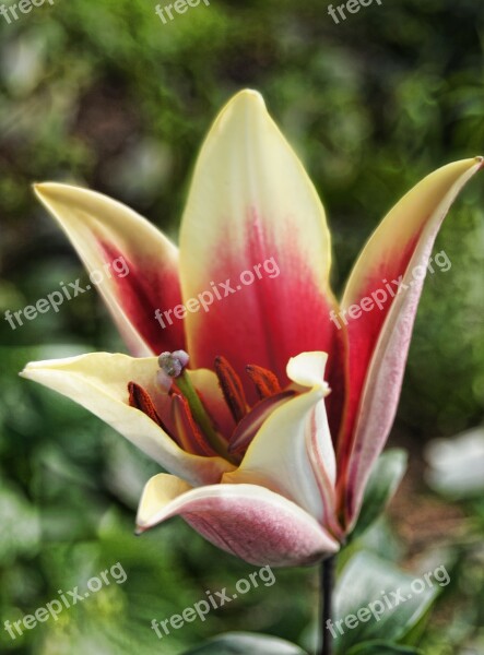 Lily Stem Flower Plant Blossom