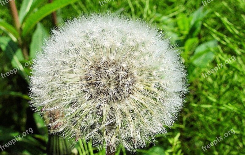 Dandelion Flower Macro Nature Plant