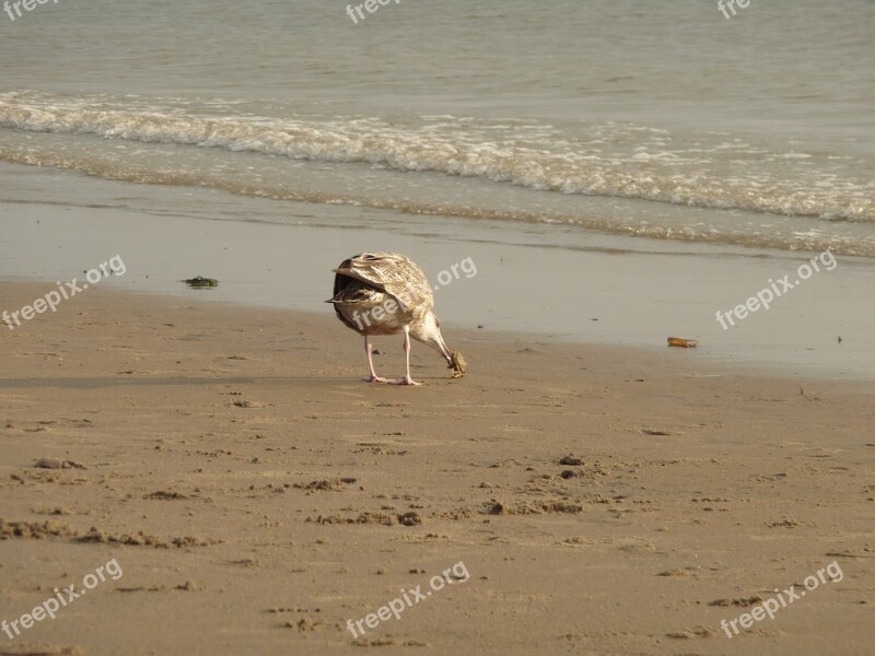 Lake Gull Water Bird Nature