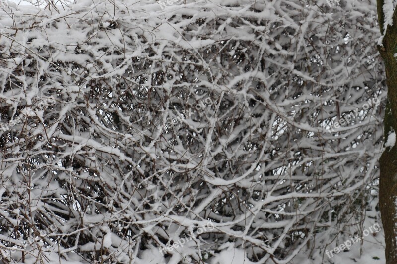 Snow Hedge Snowed In White Ice